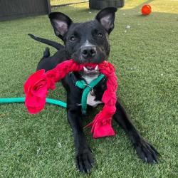 Shelter Stray Male Dog last seen , Animal Care & Control Team of Philly, 111 W Hunting Park Ave, Philadelphia, PA 19140, USA