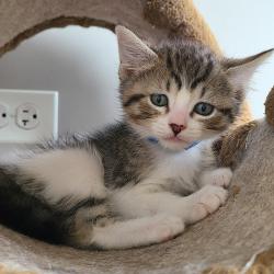 Shelter Stray Male Cat last seen , 1013 Garfield St, Oak Park, IL 60304, USA