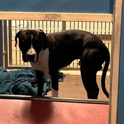 Shelter Stray Male Dog last seen , 11665 US-89, Flagstaff, AZ 86004, USA