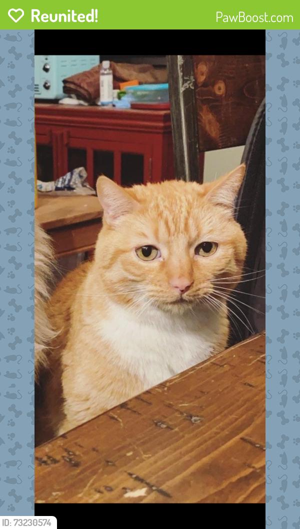 Reunited Male Cat last seen Lyman ST and Fayette st, Brockport, NY 14420