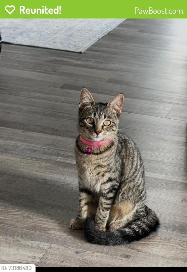 Reunited Female Cat last seen Boca Ciega Drive & Corey Avenue, St. Pete Beach, FL 33706