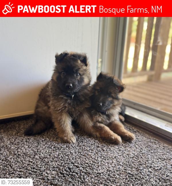 Lost Female Dog last seen Parklane Dr., Bosque Farms, NM 87068