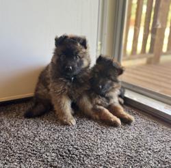 Lost Female Dog last seen Parklane Dr., Bosque Farms, NM 87068