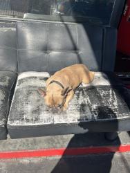 Reunited Female Dog last seen Fransworth and Fargo in the manor, San Leandro, CA 94579