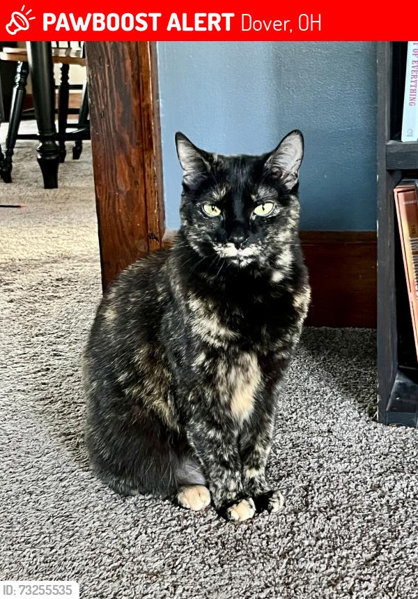 Lost Female Cat last seen 4th street, St John’s church area, Wooster avenue, Dover, OH 44622