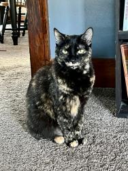 Lost Female Cat last seen 4th street, St John’s church area, Wooster avenue, Dover, OH 44622