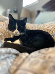 Lost Male Cat last seen Archbiship murphy high school, Everett, WA 98208