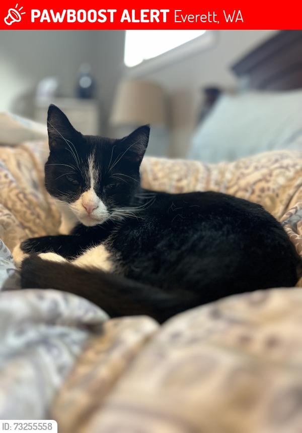 Lost Male Cat last seen Archbiship murphy high school, Everett, WA 98208