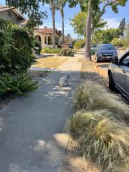Found/Stray Unknown Dog last seen Arizona and Laurel, Oakland, CA 94602