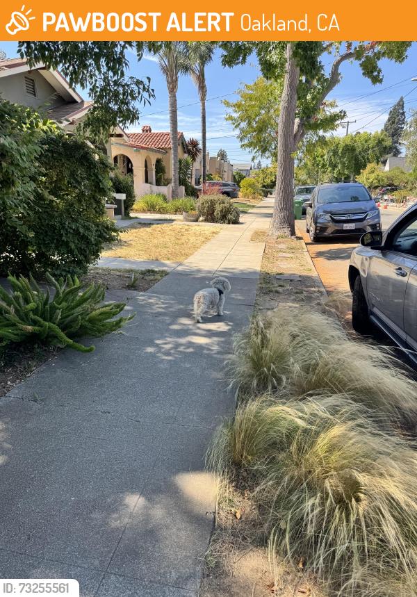 Found/Stray Unknown Dog last seen Arizona and Laurel, Oakland, CA 94602