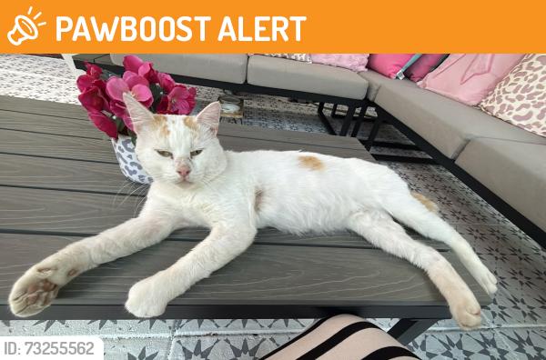 Found/Stray Male Cat last seen Great barr, West Midlands, England B43 5RH