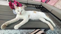 Found/Stray Male Cat last seen Great barr, West Midlands, England B43 5RH