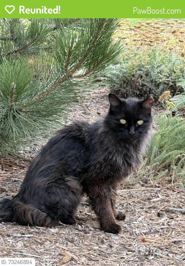 Reunited Unknown Cat last seen 107th Ave & Kittredge St, Commerce City, CO 80022