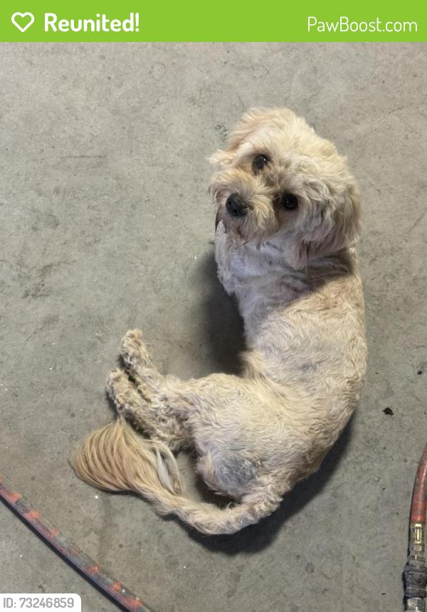 Reunited Female Dog last seen Near fm 1960 Dayton Texas 77535, Dayton, TX 77535