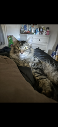 Reunited Female Cat last seen Dairy avenue, Newark, CA 94560