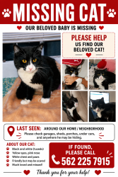 Reunited Male Cat last seen Norwood, Garden Grove, CA 92840