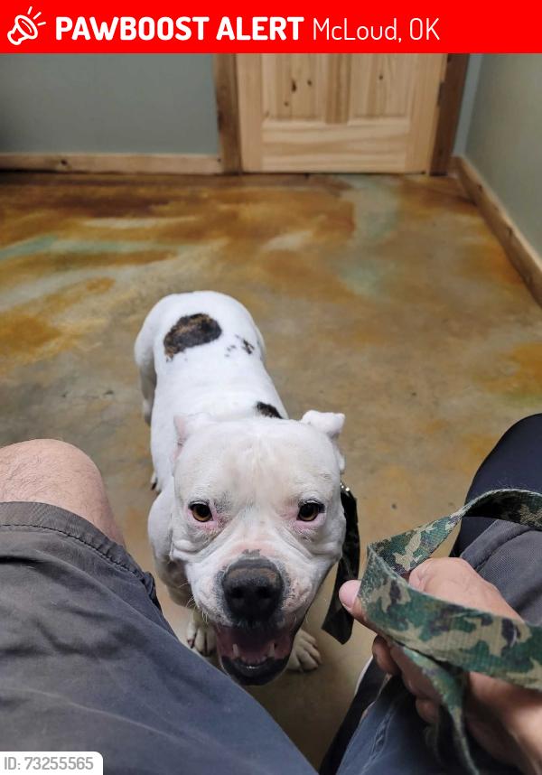 Lost Female Dog last seen Range rd & wolverine rd. River is to the west. Between garrets lake rd & hazledell rd, McLoud, OK 74851
