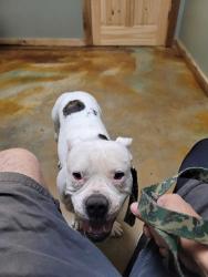 Lost Female Dog last seen Range rd & wolverine rd. River is to the west. Between garrets lake rd & hazledell rd, McLoud, OK 74851