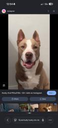 Found/Stray Male Dog last seen Wynn terr, Arlington, TX 76010