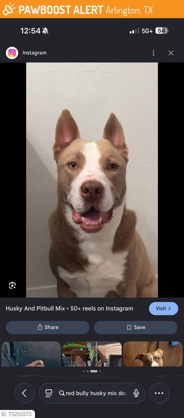 Found/Stray Male Dog last seen Wynn terr, Arlington, TX 76010