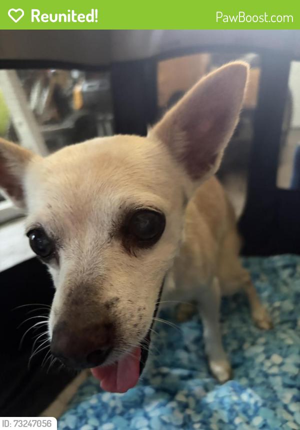 Reunited Male Dog last seen Grand blvd & Grace Manor, Lakeland, FL 33812