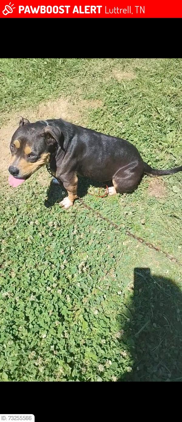 Lost Female Dog last seen Bull run luttrell Tennessee, Luttrell, TN 37779
