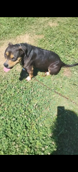 Lost Female Dog last seen Bull run luttrell Tennessee, Luttrell, TN 37779