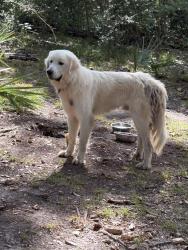 Reunited Male Dog last seen Bud Hadfield Park, Cypress, TX 77429