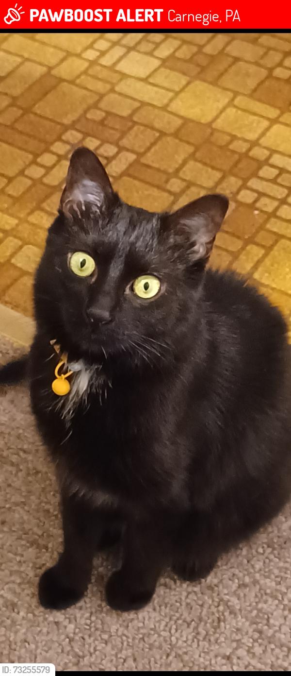 Lost Female Cat last seen Woodkirk St. And Doolittle Avenue, Carnegie, PA 15106