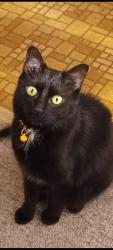 Lost Female Cat last seen Woodkirk St. And Doolittle Avenue, Carnegie, PA 15106