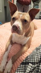 Lost Female Dog last seen Martin Marietta Park, New Bern, NC 28560