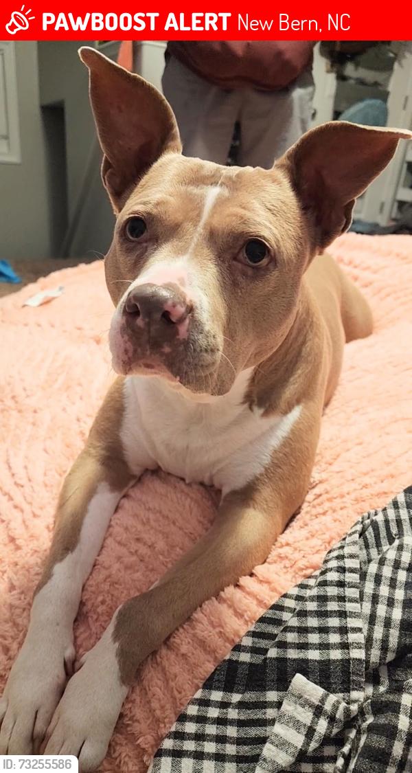 Lost Female Dog last seen Martin Marietta Park, New Bern, NC 28560
