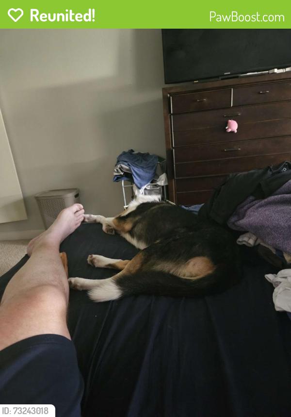 Reunited Female Dog last seen Near Edgewater Drive Orlando FL 32804, Orlando, FL 32804
