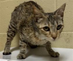 Shelter Stray Female Cat last seen DANVILLE WAY & KINNAIRD WAY, 2127 Front St, Sacramento, CA 95818, USA