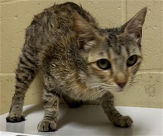 Shelter Stray Female Cat last seen DANVILLE WAY & KINNAIRD WAY, 2127 Front St, Sacramento, CA 95818, USA