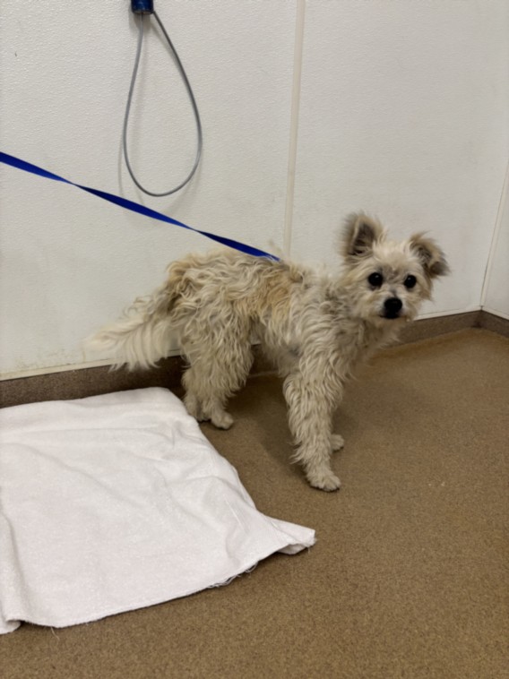 Shelter Stray Female Dog last seen E.11TH, 16 Barnes Ct, Hayward, CA 94544, USA