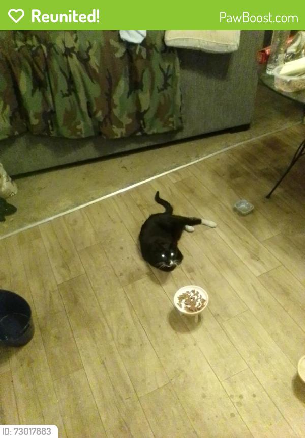 Reunited Male Cat last seen 54th and College, San Diego, CA 92115