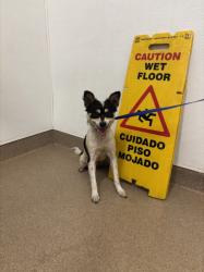 Shelter Stray Female Dog last seen E.11TH, 16 Barnes Ct, Hayward, CA 94544, USA