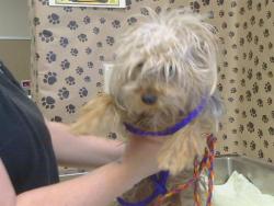 Shelter Stray Male Dog last seen ELK GROVEFLORIN RD/CALVINE RD, 95829, 3839 Bradshaw Rd, Sacramento, CA 95827, USA