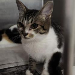 Shelter Stray Female Cat last seen , 11361 W Pico Blvd, Los Angeles, CA 90064, USA