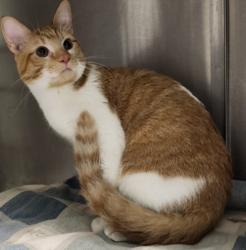 Shelter Stray Male Cat last seen , 11361 W Pico Blvd, Los Angeles, CA 90064, USA