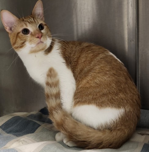 Shelter Stray Male Cat last seen , 11361 W Pico Blvd, Los Angeles, CA 90064, USA