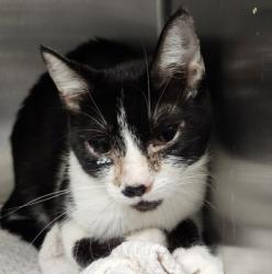 Shelter Stray Female Cat last seen , 11361 W Pico Blvd, Los Angeles, CA 90064, USA