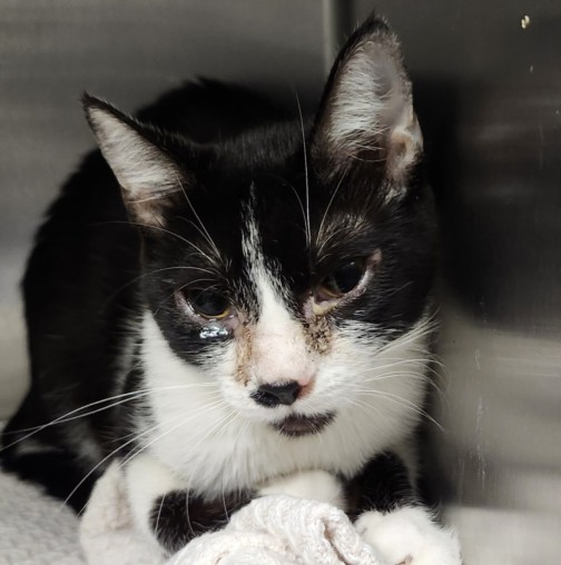 Shelter Stray Female Cat last seen , 11361 W Pico Blvd, Los Angeles, CA 90064, USA