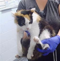 Shelter Stray Female Cat last seen CHARLOTTE, 8315 Byrum Dr, Charlotte, NC 28217, USA