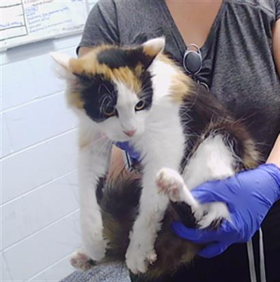Shelter Stray Female Cat last seen CHARLOTTE, 8315 Byrum Dr, Charlotte, NC 28217, USA
