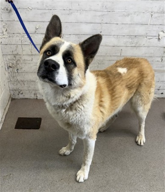 Shelter Stray Male Dog last seen MT VERNON & HILLCREST, 333 Chandler Pl, San Bernardino, CA 92408, USA