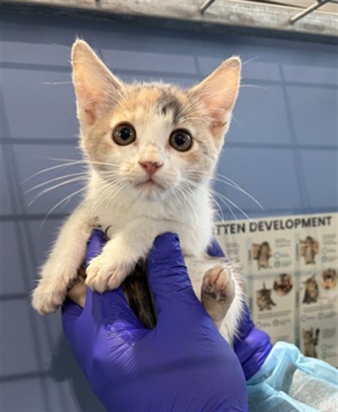 Shelter Stray Female Cat last seen OLIVE & LA CADENA, 333 Chandler Pl, San Bernardino, CA 92408, USA