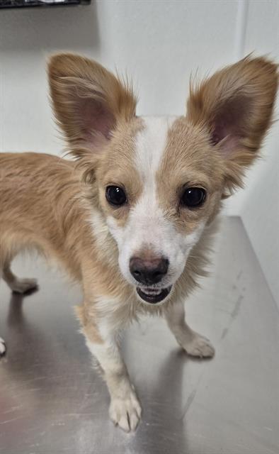 Shelter Stray Female Dog last seen Near BLOCK ROSEDALE HWY, BAKERSFIELD CA 93308, 3951 Fruitvale Ave, Bakersfield, CA 93308, USA