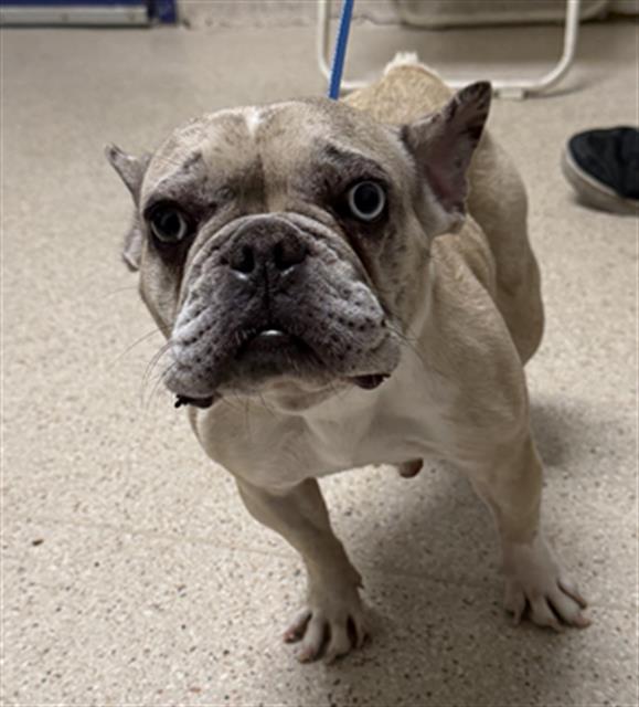 Shelter Stray Female Dog last seen Near BLOCK ROSEDALE HWY, BAKERSFIELD CA 93308, 3951 Fruitvale Ave, Bakersfield, CA 93308, USA